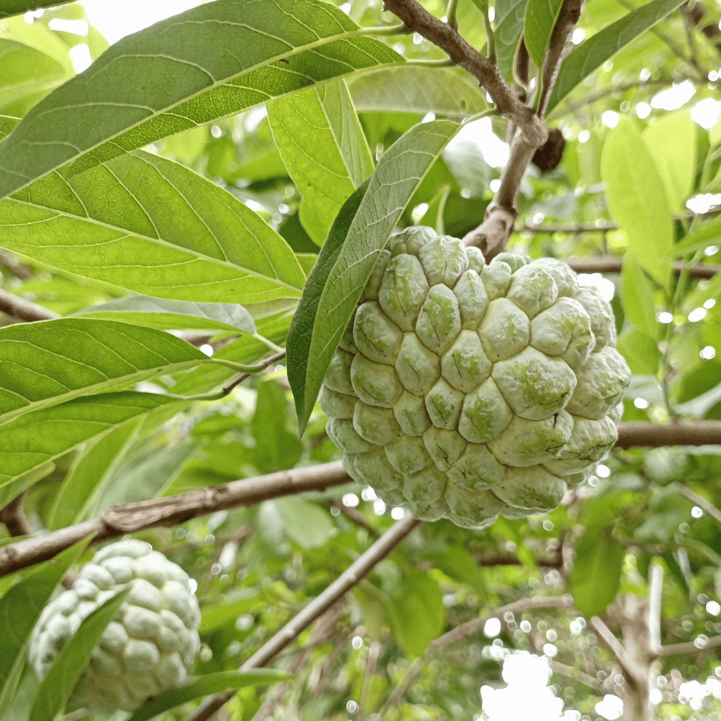 Mãng Cầu Na Hoàng Hậu