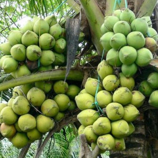 Dừa Ẻo Xanh (Xiêm Dây Xanh)