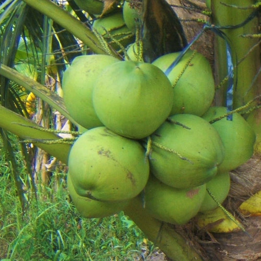 Dừa Thơm - Dừa dứa